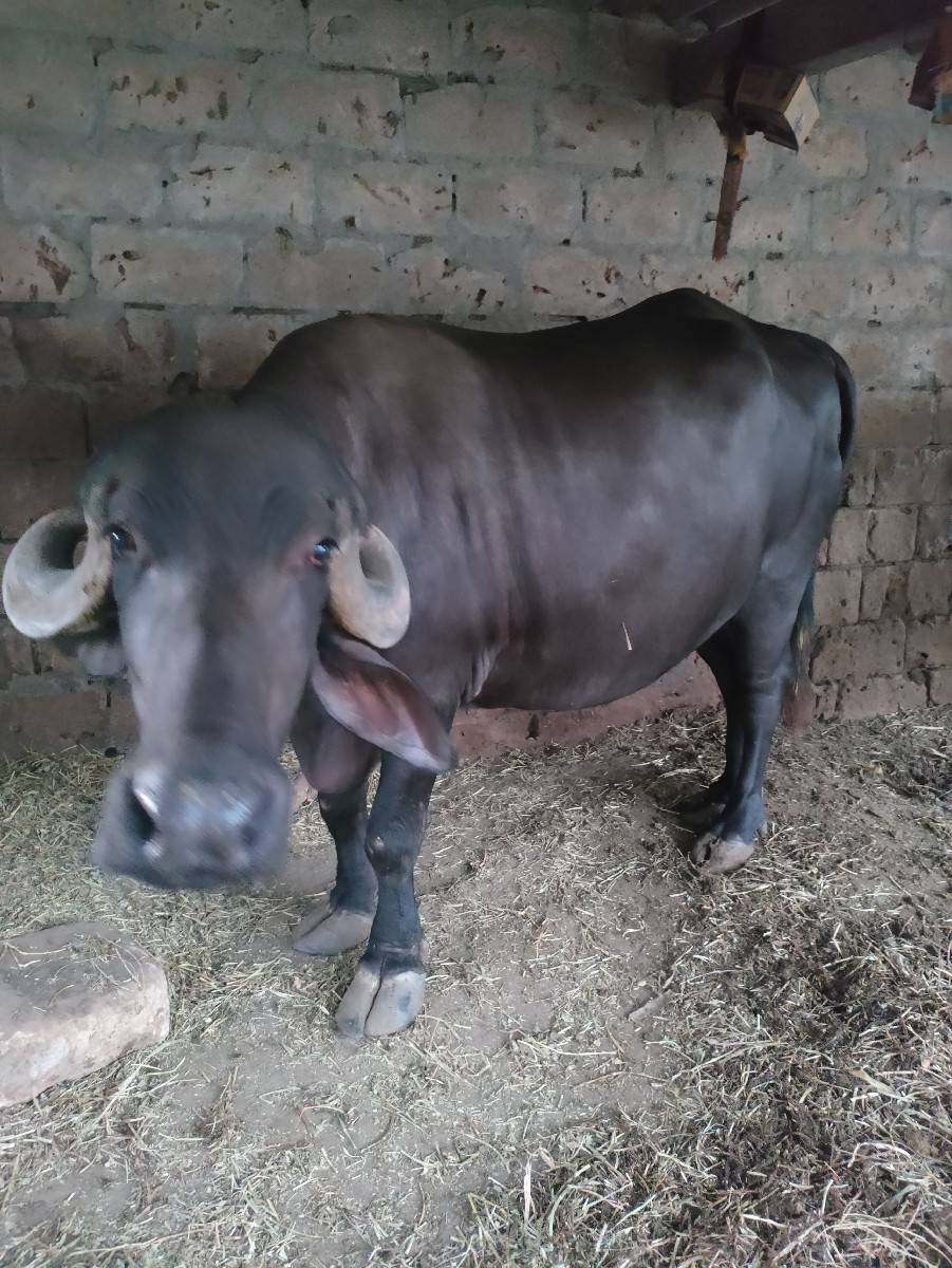ભેસ વેચવાની છે