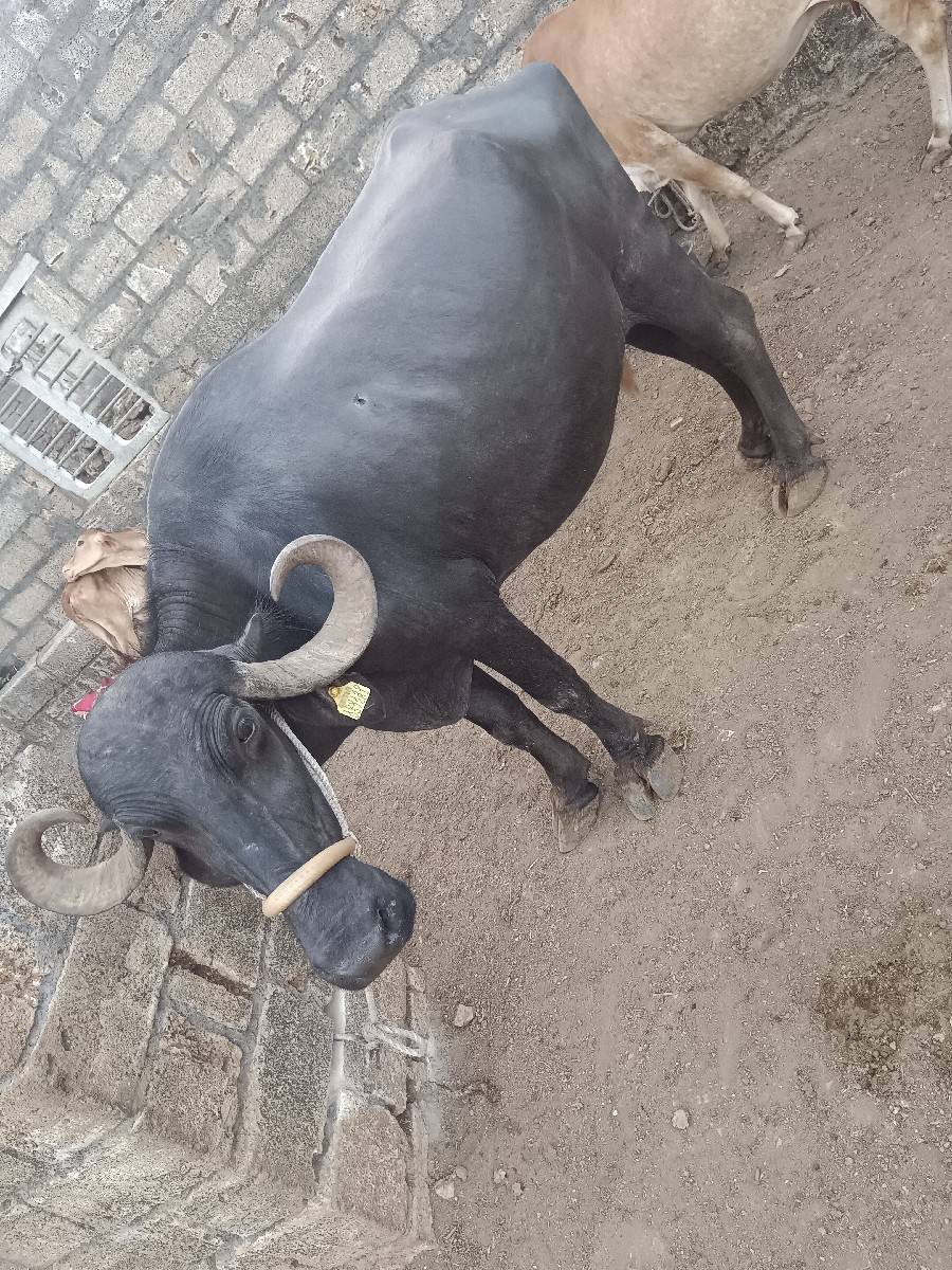 વેચવાની સે