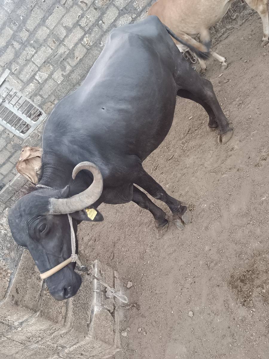 વેચવાની સે