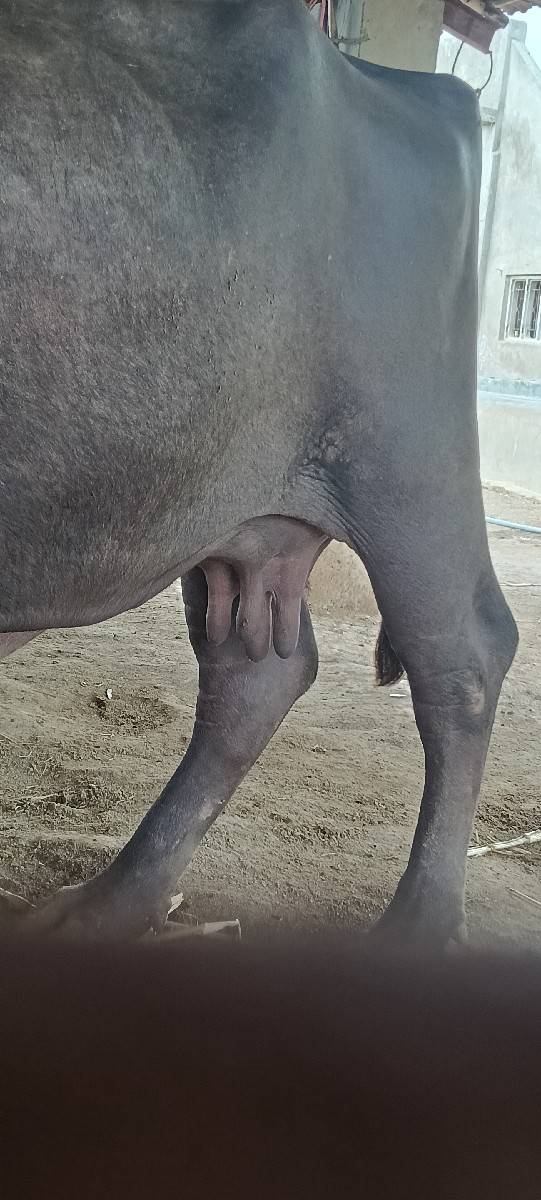જાફરાબાદી ભેસ સે
