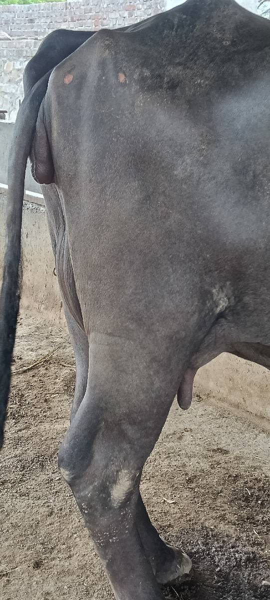 જાફરાબાદી ભેસ સે