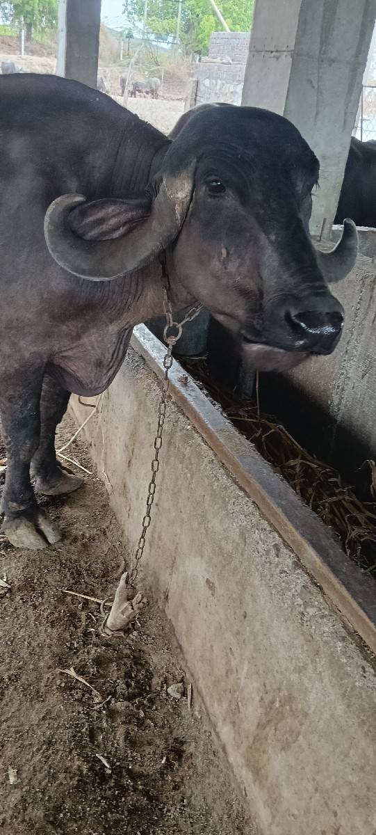 જાફરાબાદી ભેસ સે