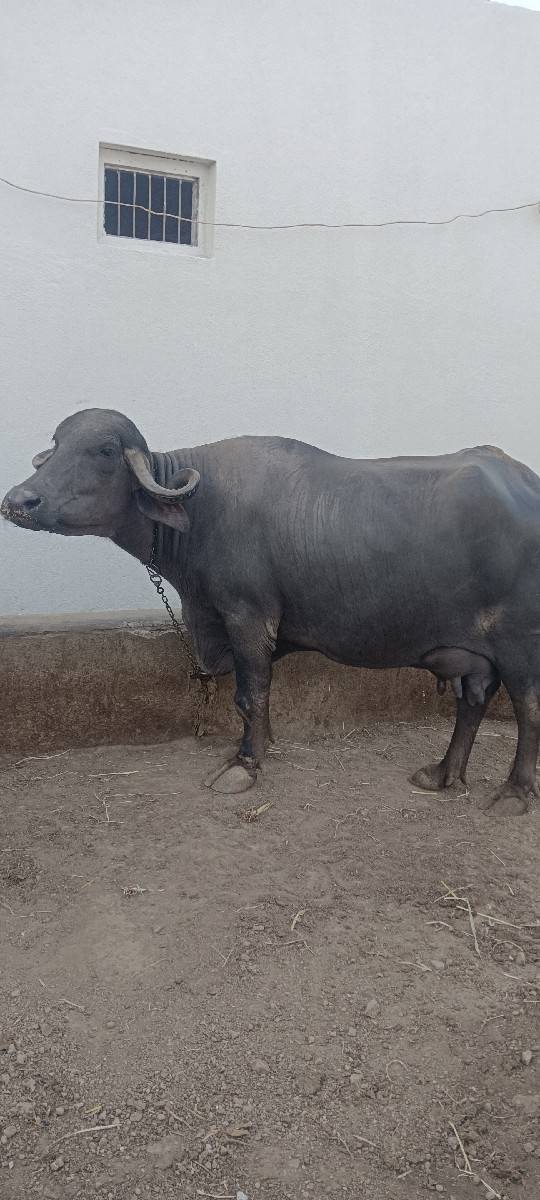 Bhes Vechvani Chhe  10