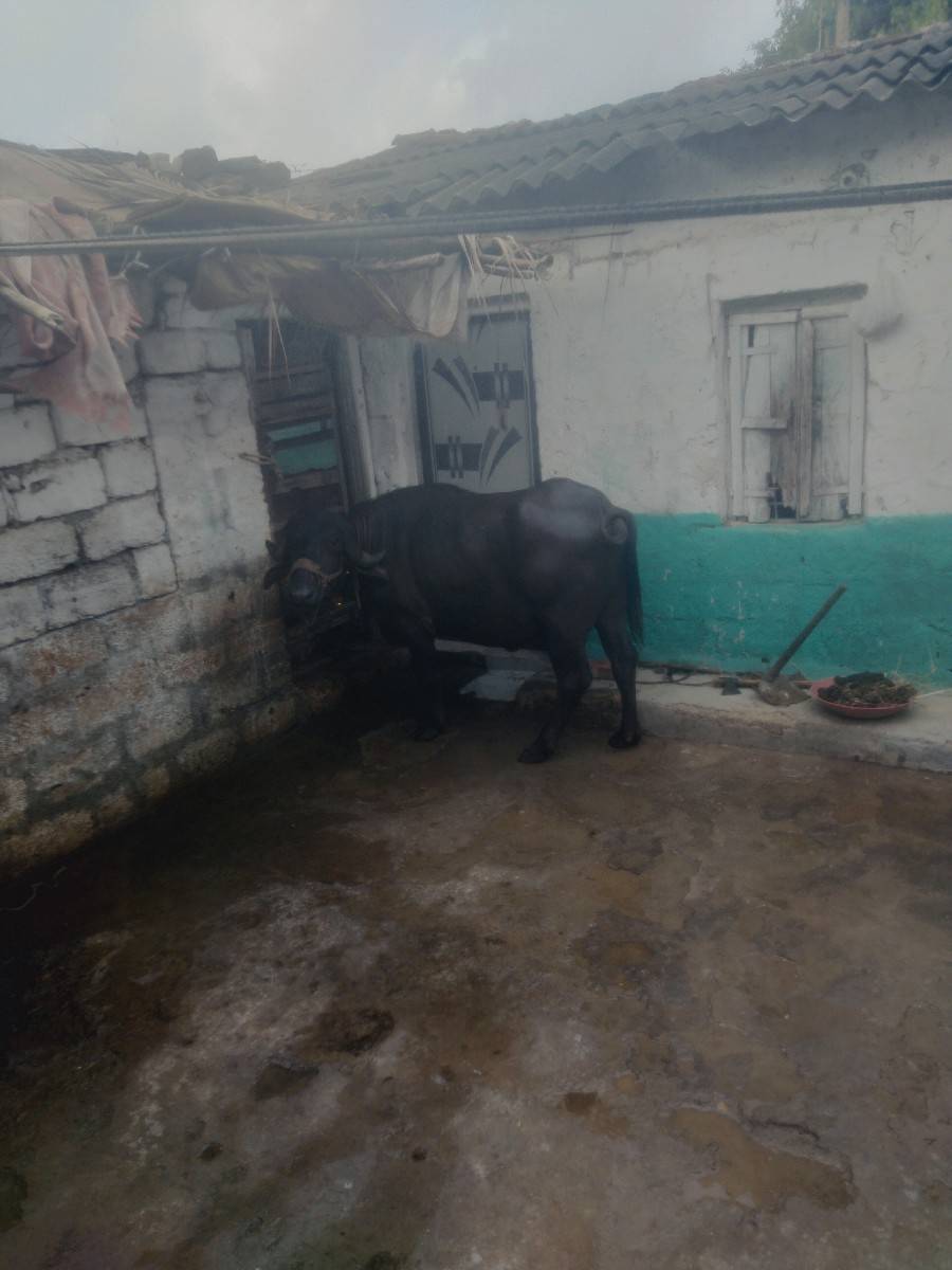 આ. ખડેલી. વેચવાનિ છે