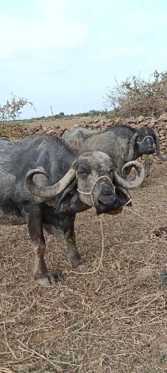 વેચવા ની છે