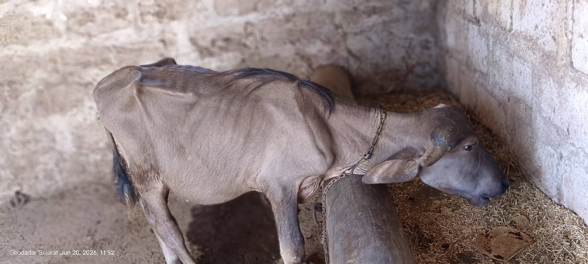 પાડો વેચવાનો છે