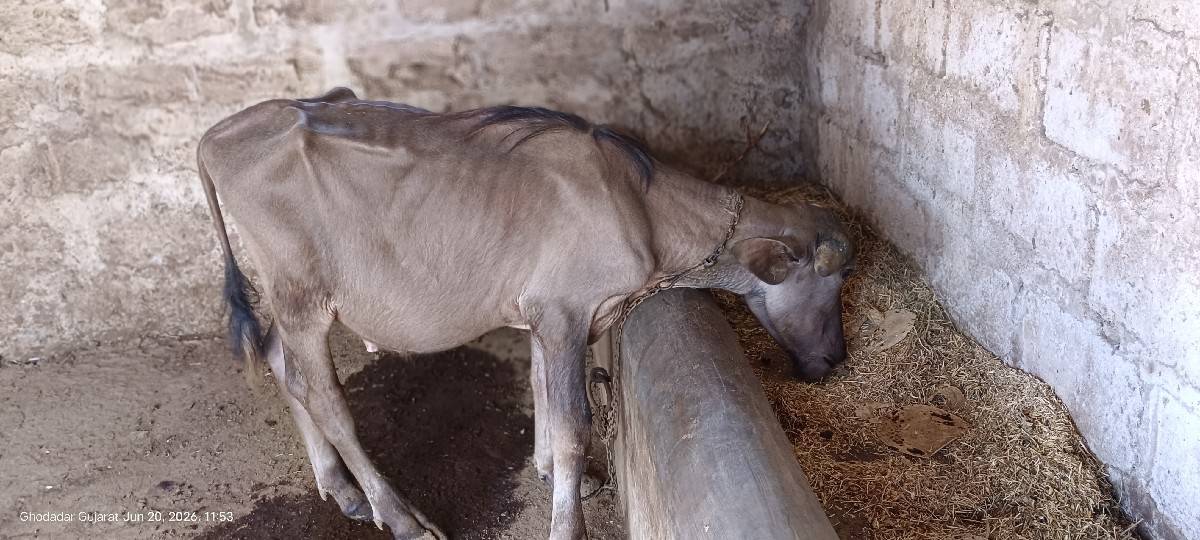 પાડો વેચવાનો છે