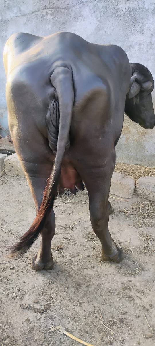 ભેંસ વેચવાની છે