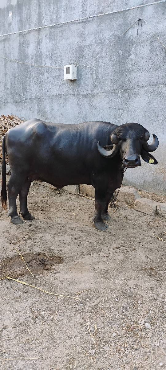 ભેંસ વેચવાની છે