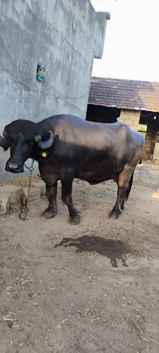 ભેંસ વેચવાની છે