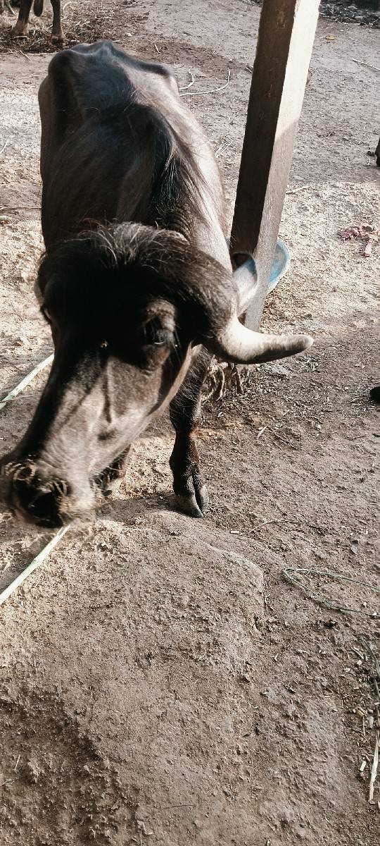 બે વર્ષનો છે