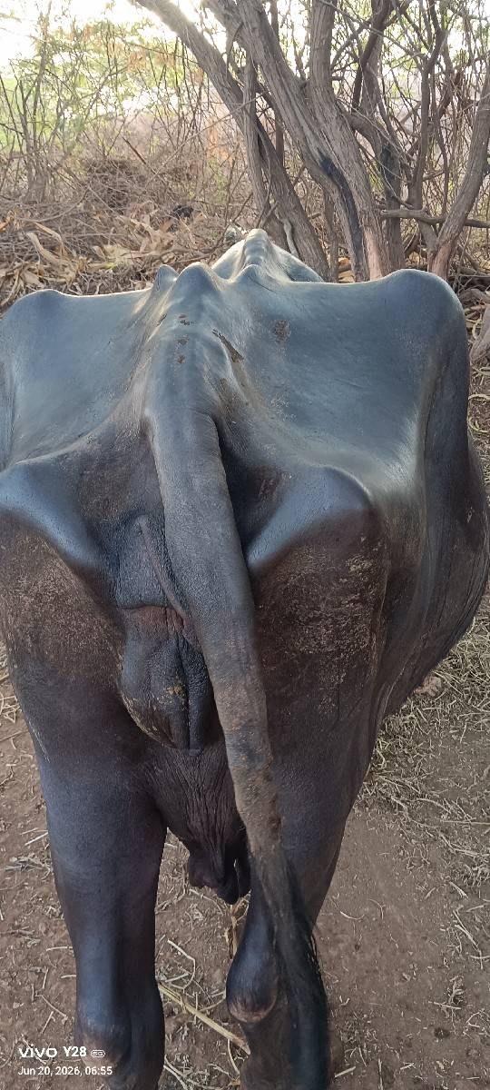 વેચવાની