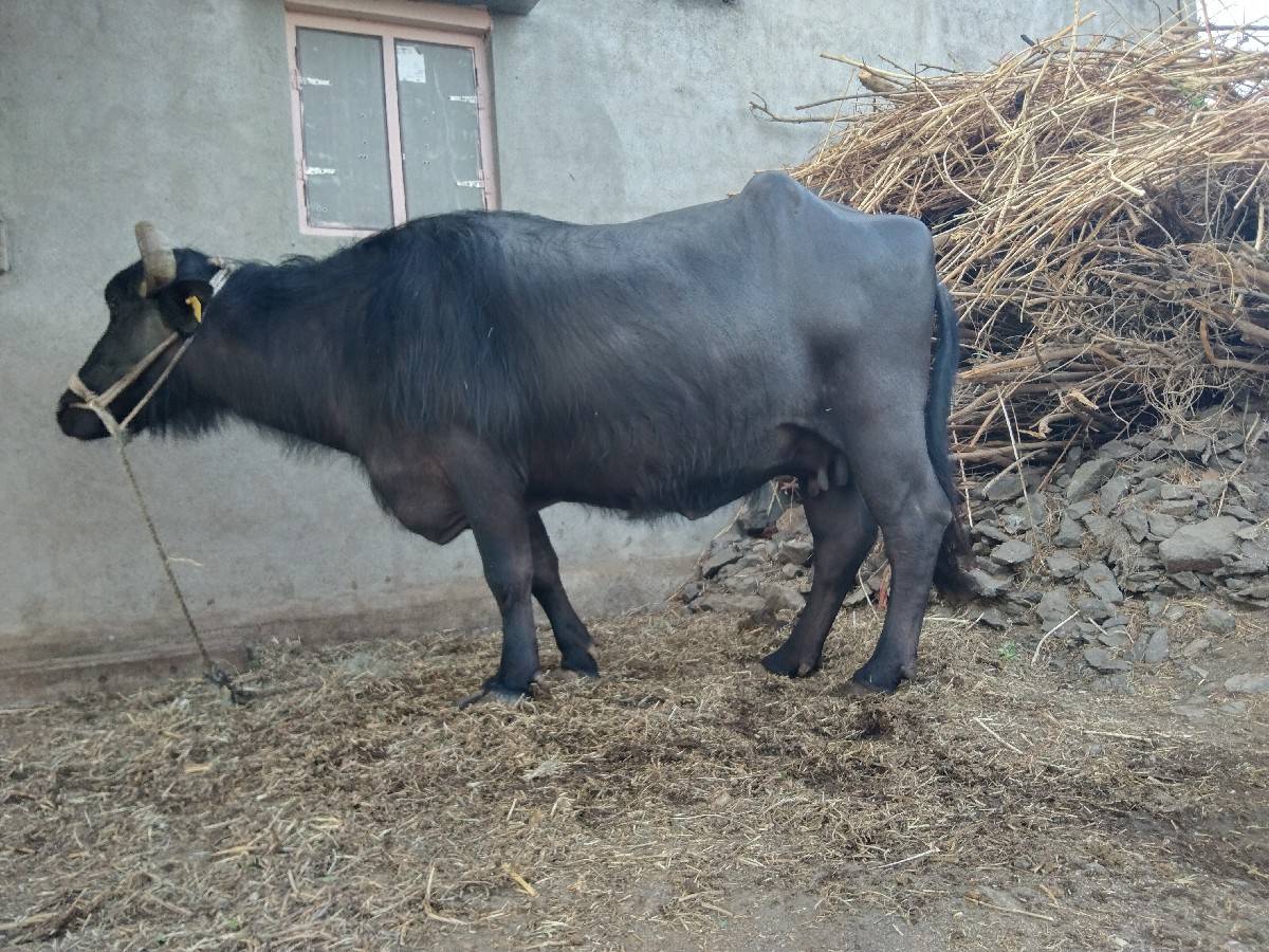 વેચવાની છે