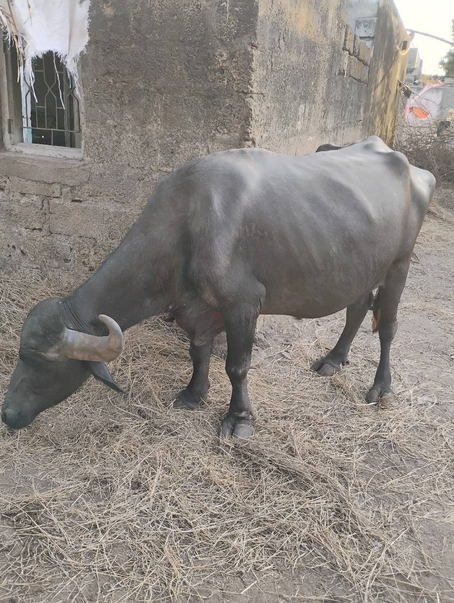 બીજા વેતર ખડાય