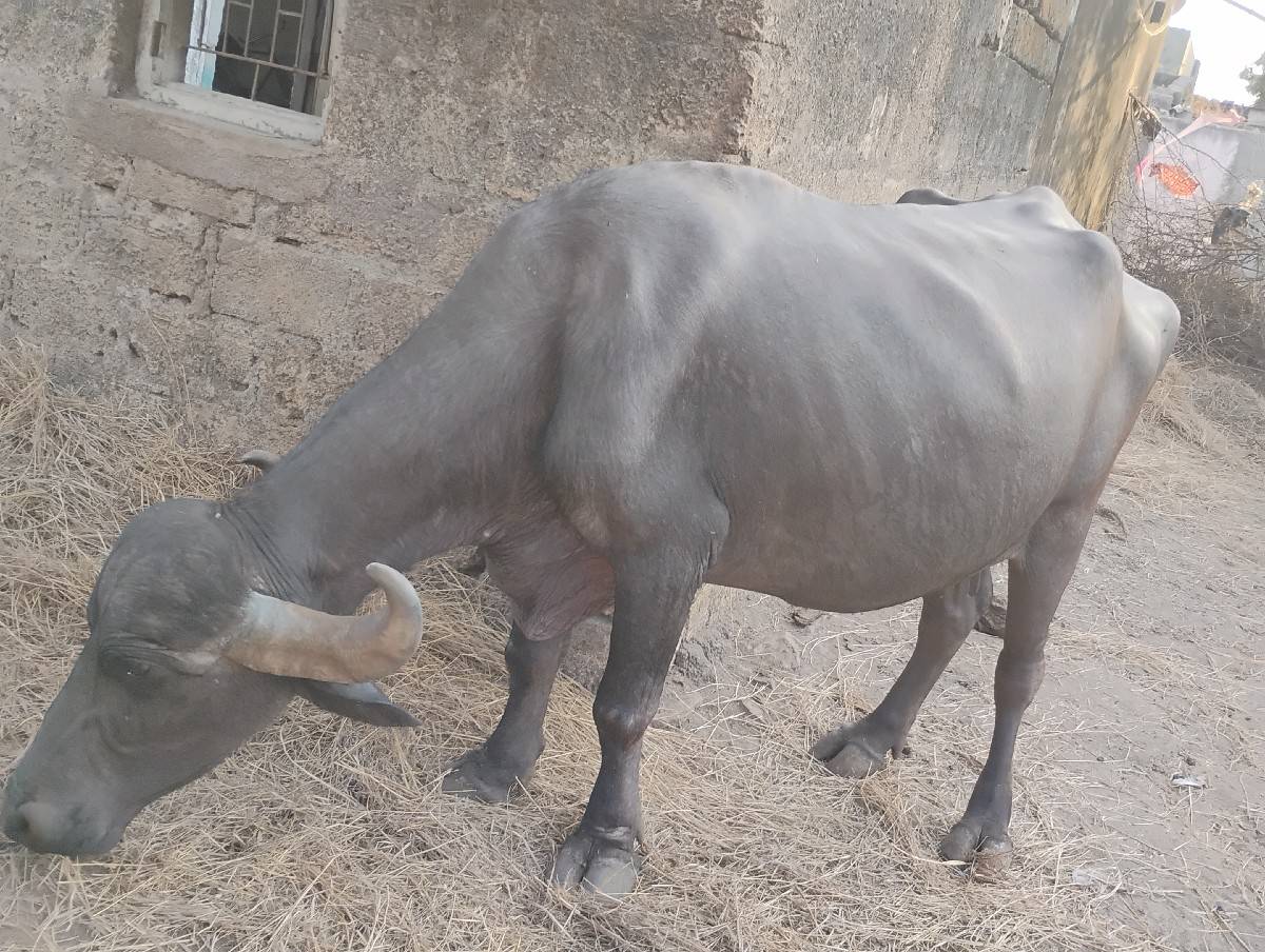 બીજા વેતર ખડાય