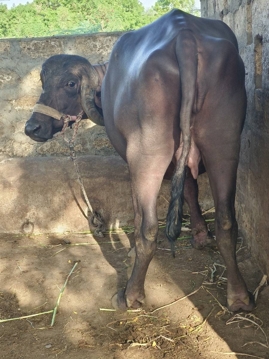 પેલું વેતર ભેંસ છે