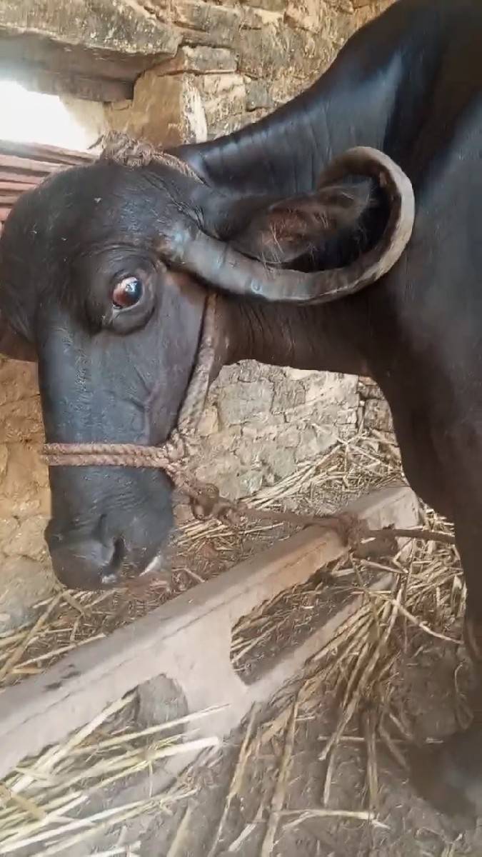 ભેશ વેચવાની છે