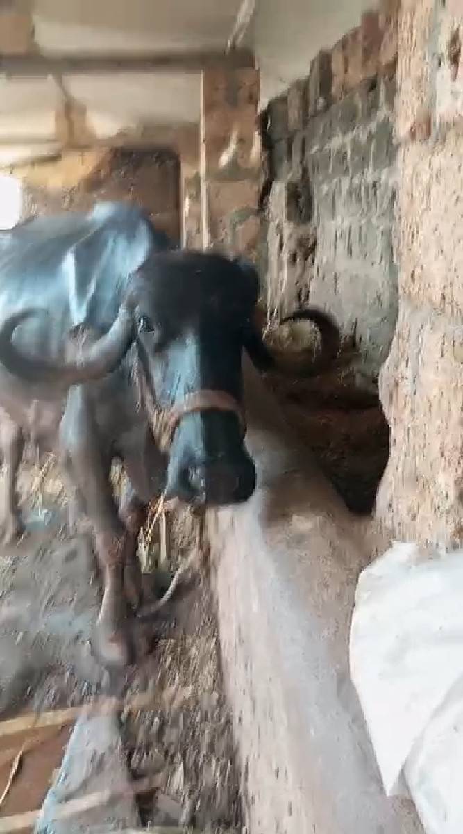 ભેશ વેચવાની છે