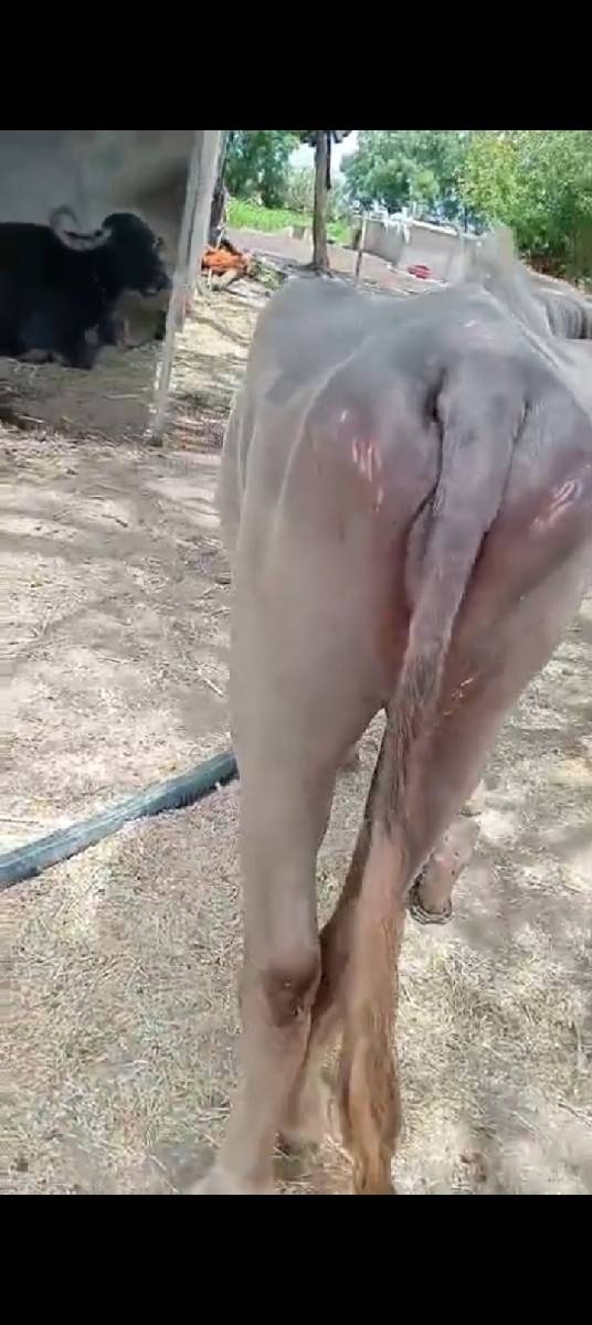 ખડેલી ઓરીજનલ વેચવાની છે