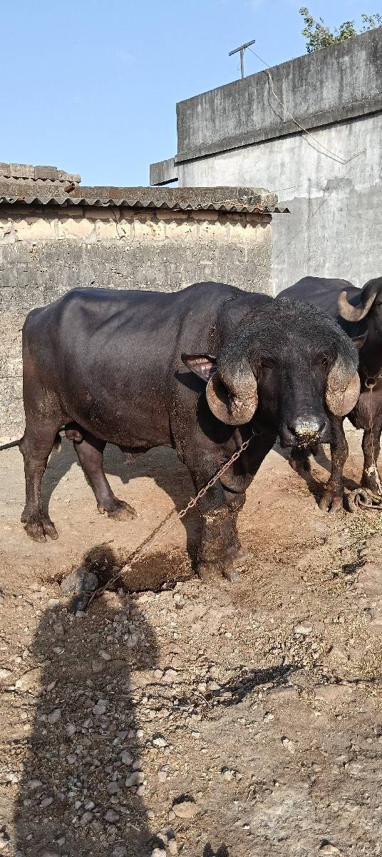 પાડો વેચવાનો છે