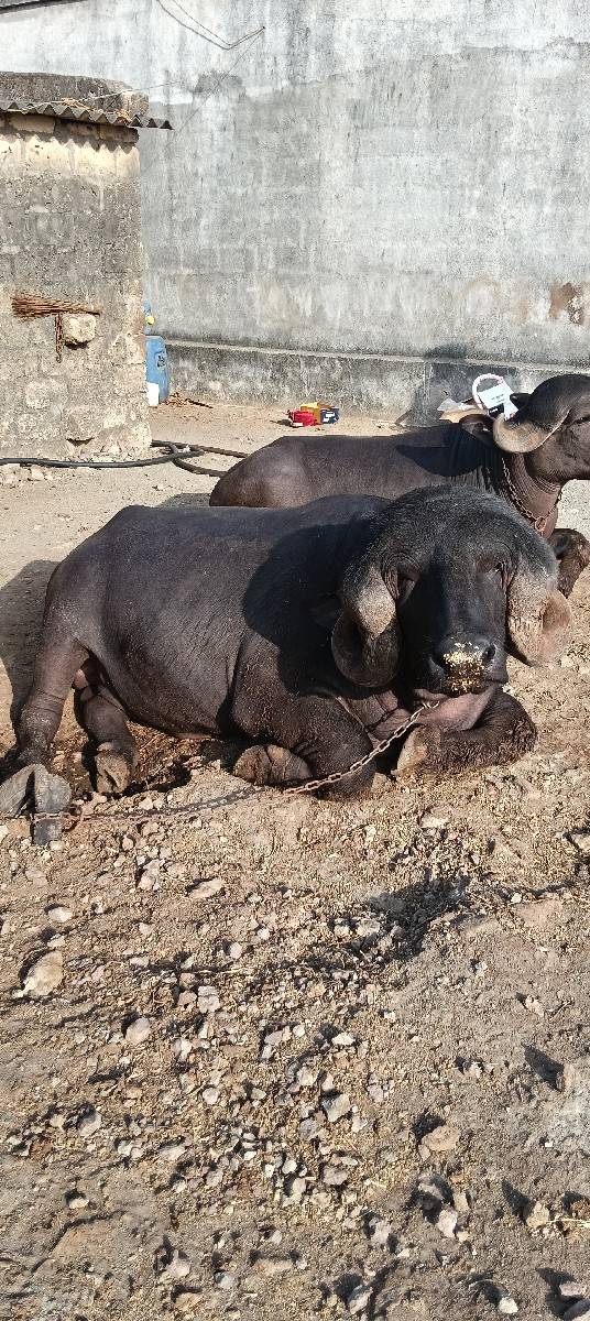 પાડો વેચવાનો છે