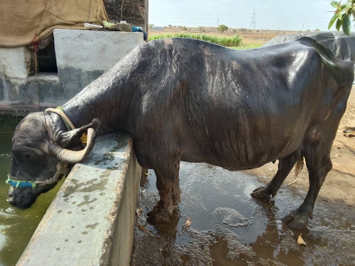 ભેસ વેશવાની શે