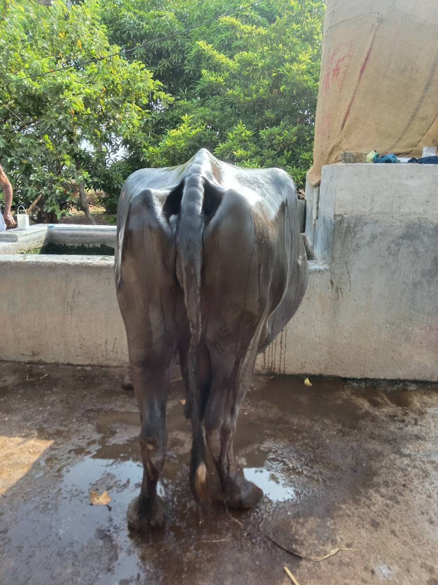 ભેસ વેશવાની શે