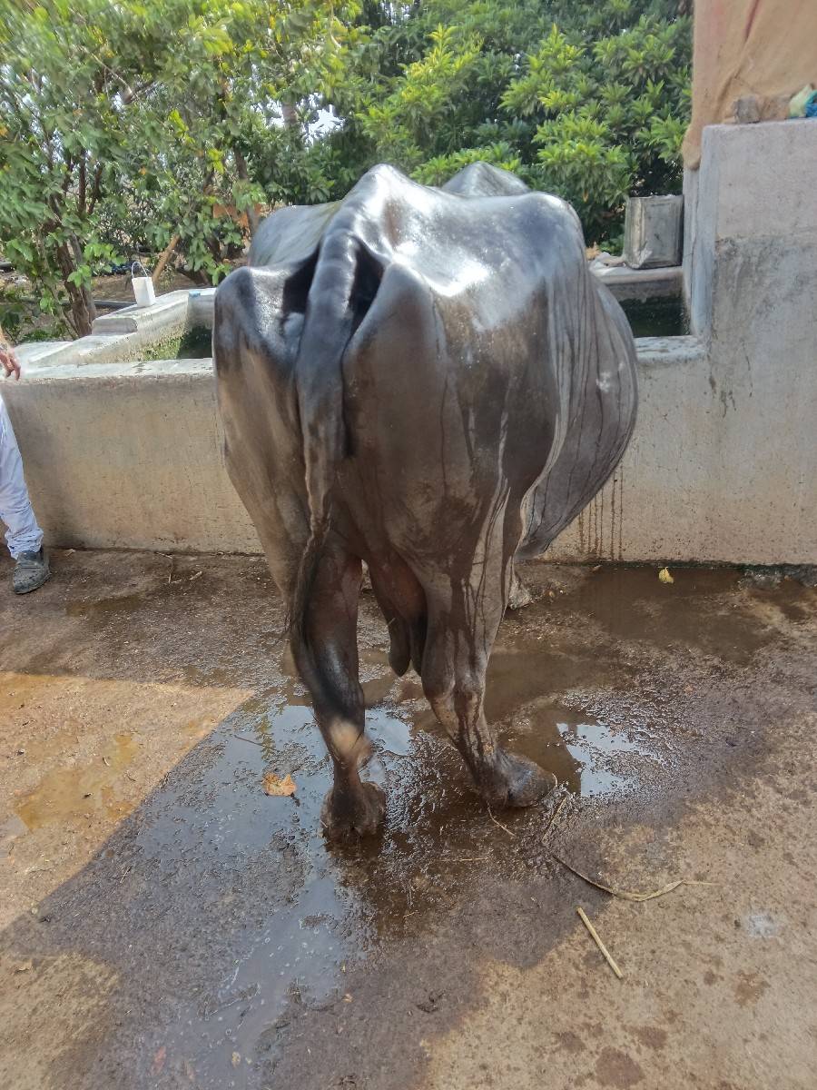 ભેસ વેશવાની શે