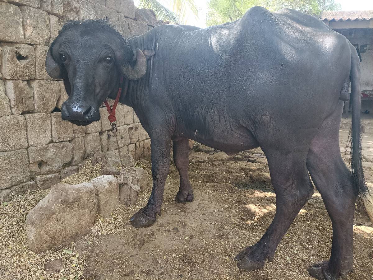 વેચવાની છે ભેંસ