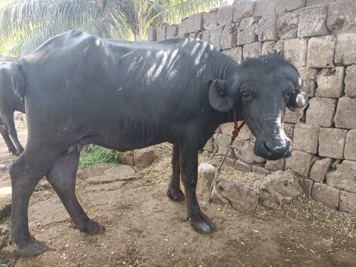 વેચવાની છે ભેંસ