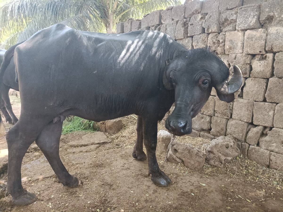વેચવાની છે ભેંસ