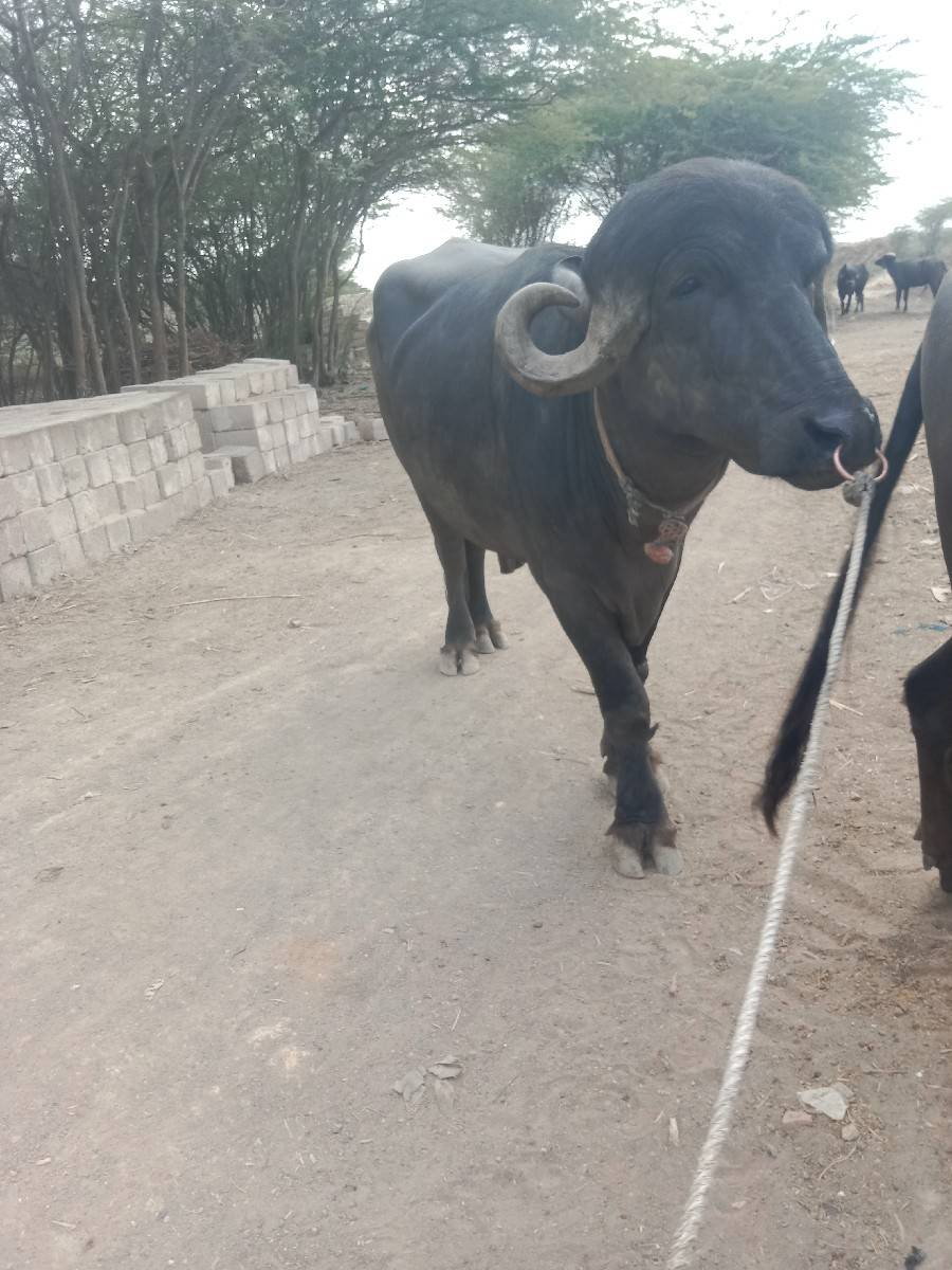 પાડો વેચવાનો છે