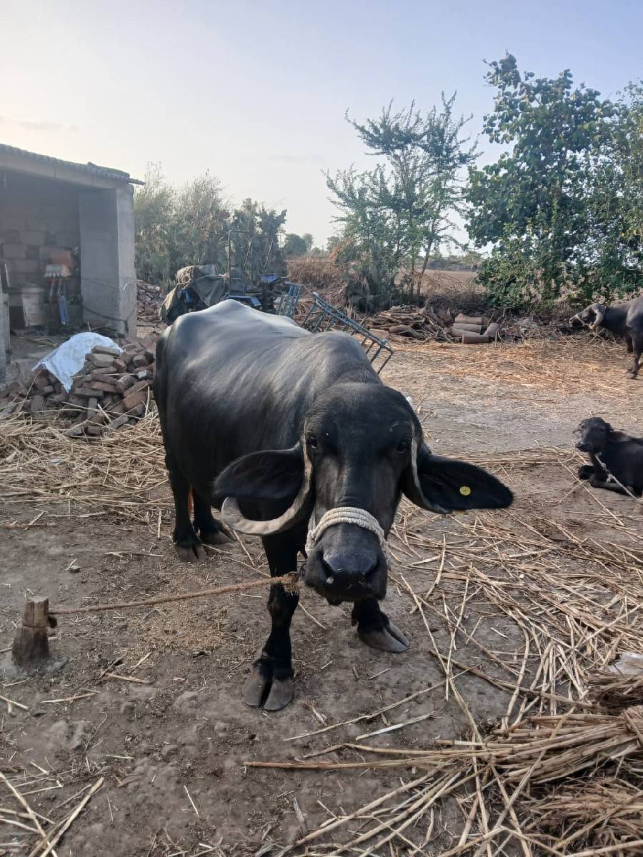 ભેંસ