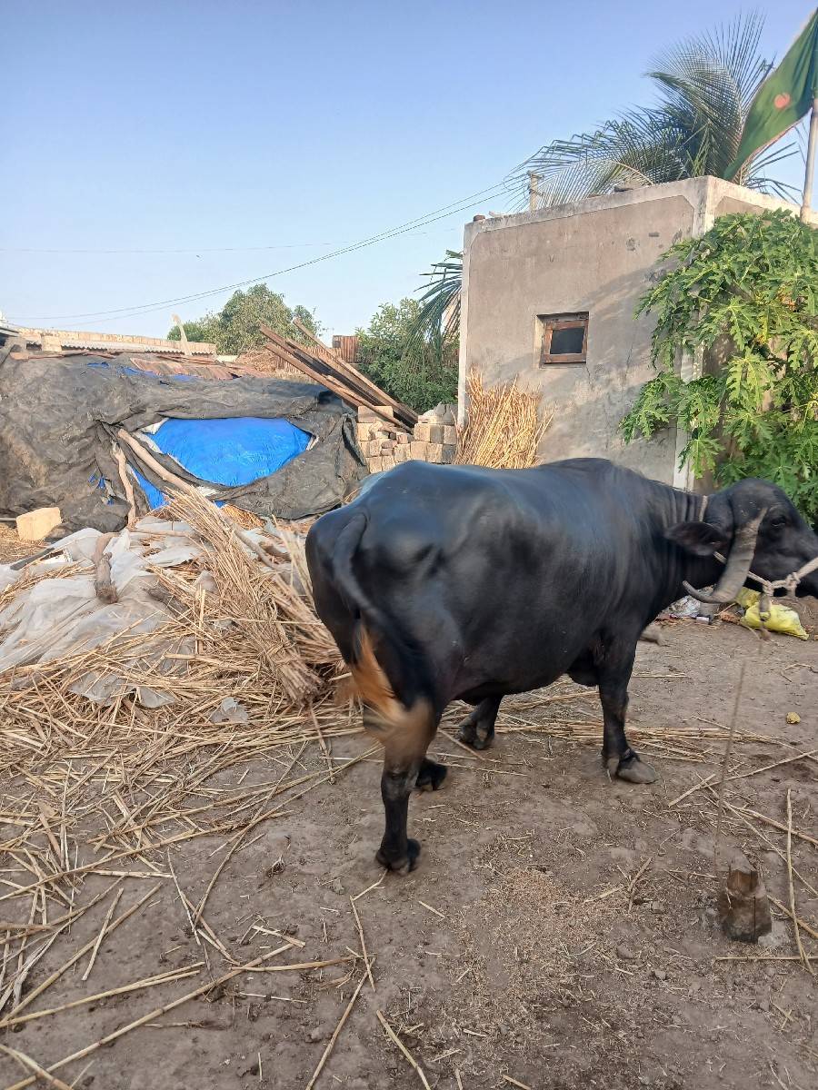 ભેંસ