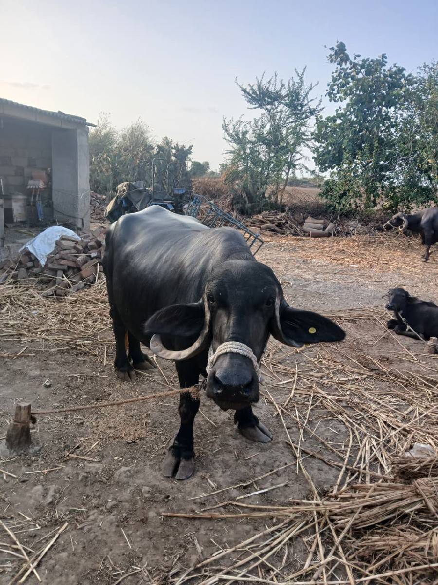 ભેંસ