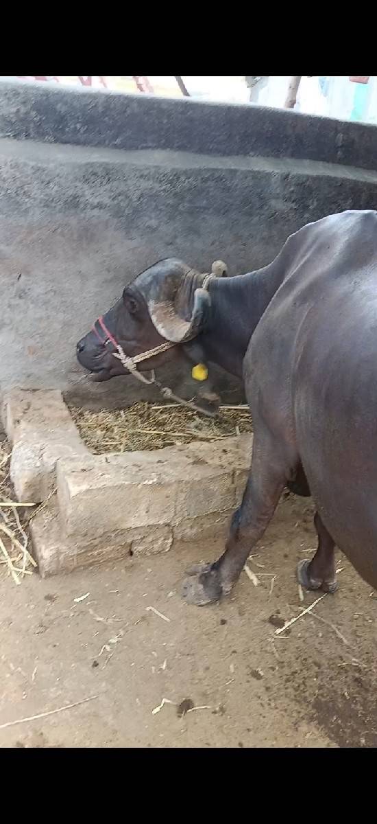 ભેસ વેચવાની છે