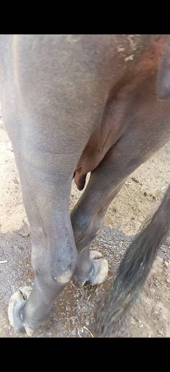 ભેસ વેચવાની છે