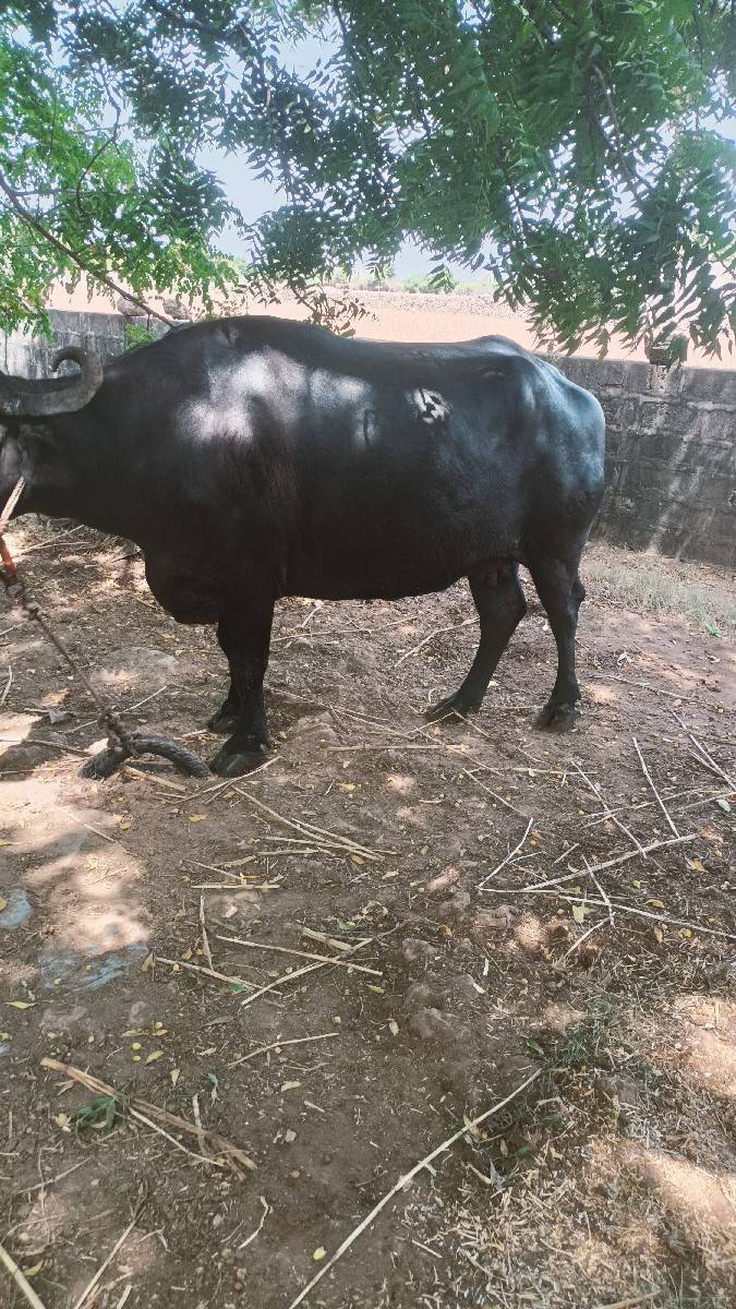 આ ભેંશ વેશવાની છે