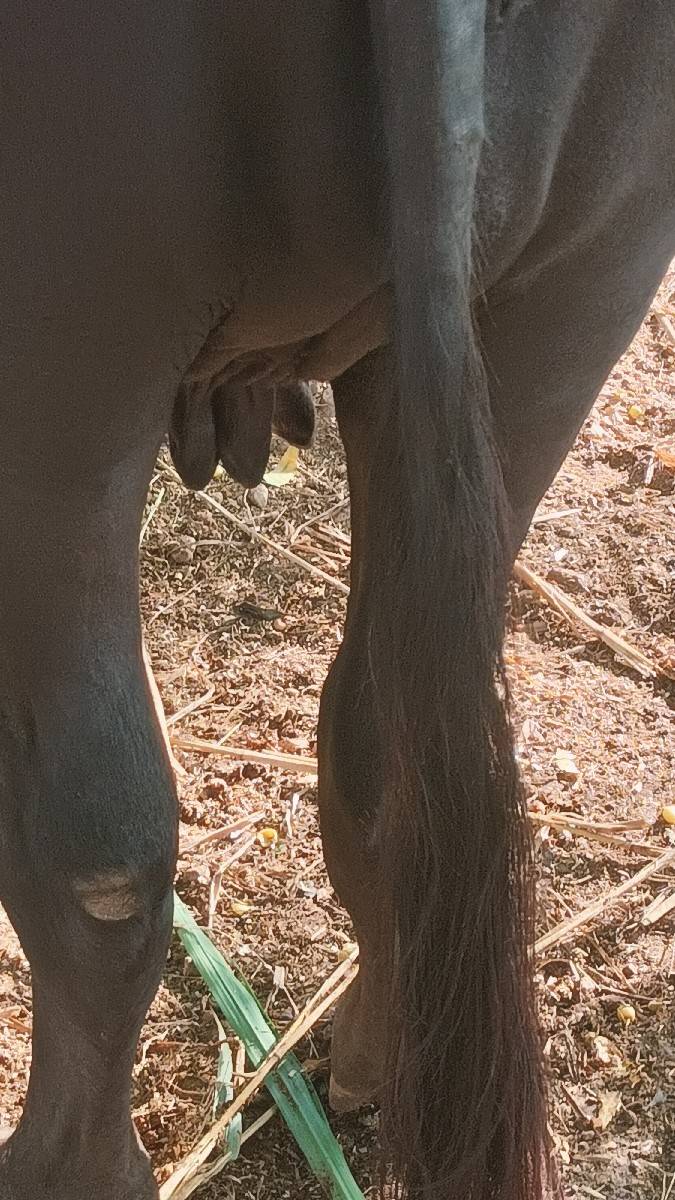 આ ભેંશ વેશવાની છે