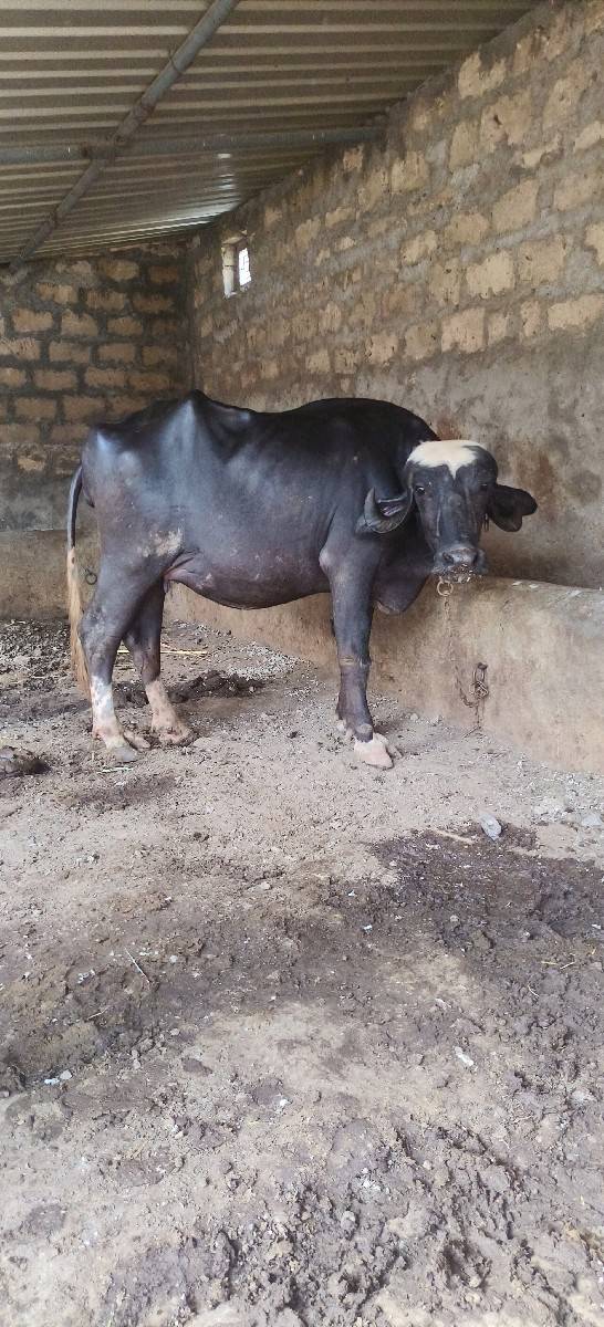 પેલું વેતર છે