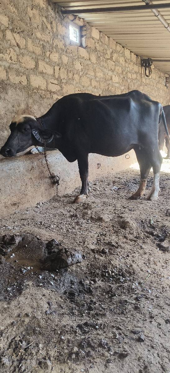 પેલું વેતર છે