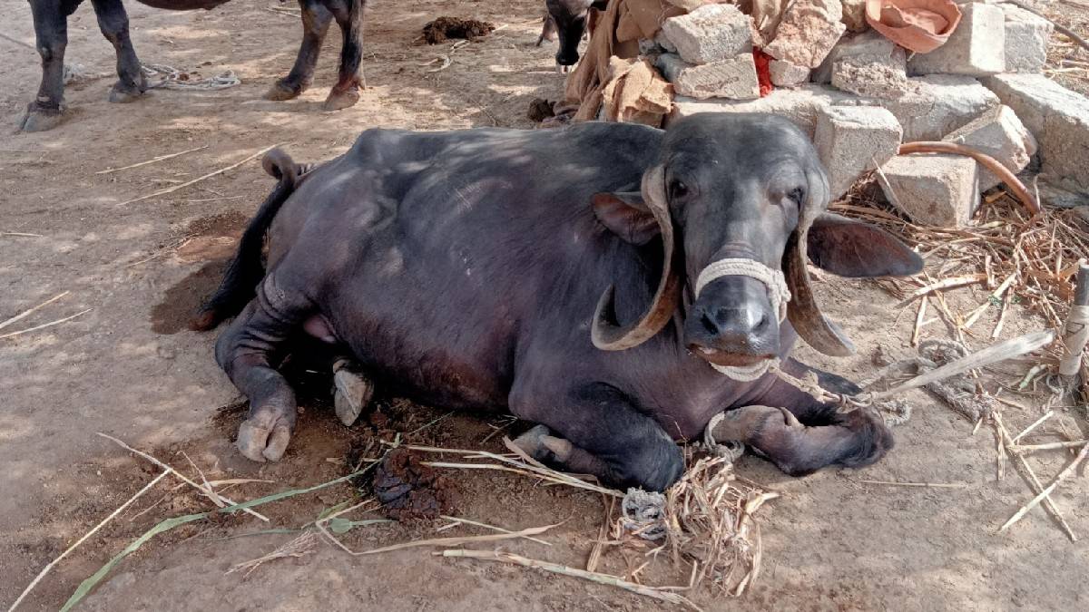 ખડેલી વેચવાની છે