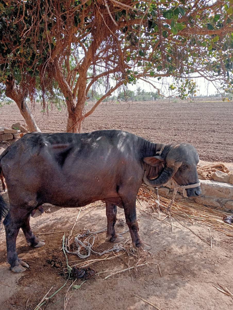 ખડેલી વેચવાની છે