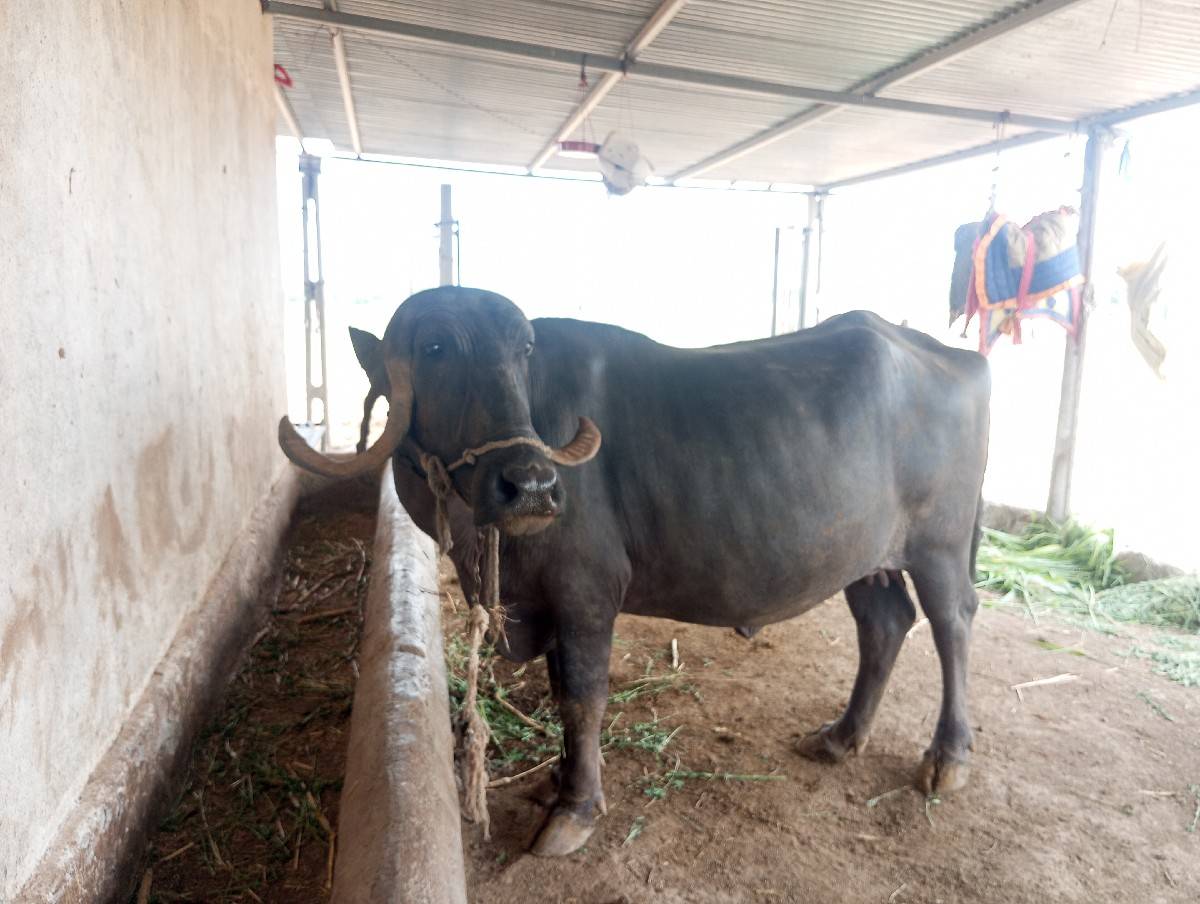 a bhes vechvani che pela vetar