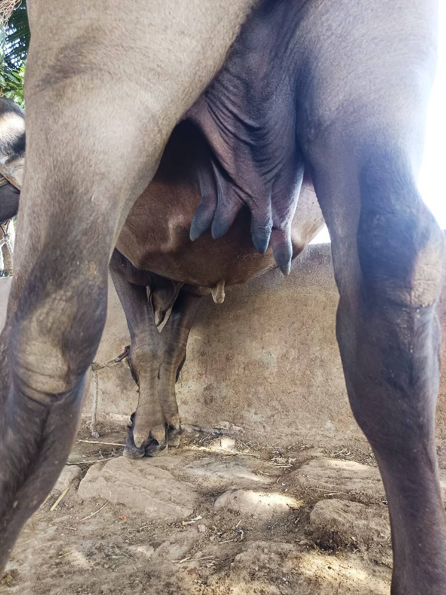 ભેસ વેચવાની છે