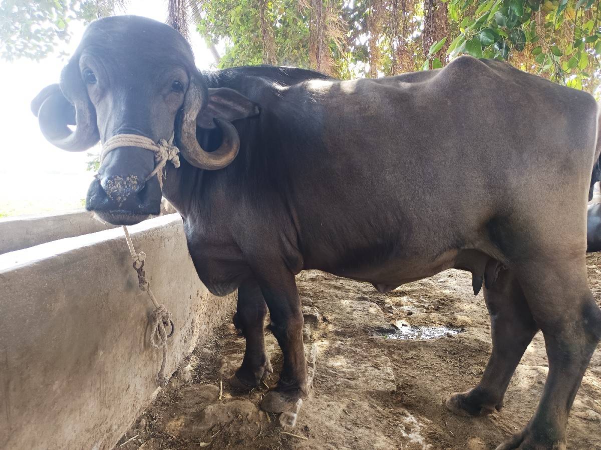 ભેસ વેચવાની છે