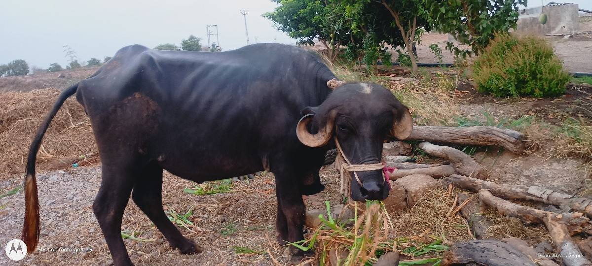 ભેંસ વેચવાની છે