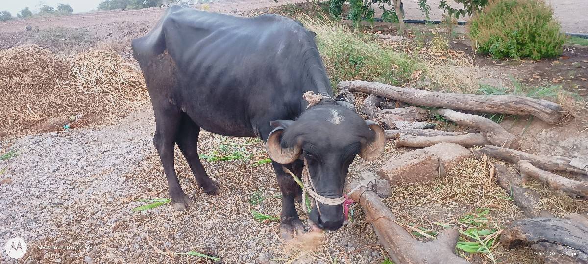 ભેંસ વેચવાની છે