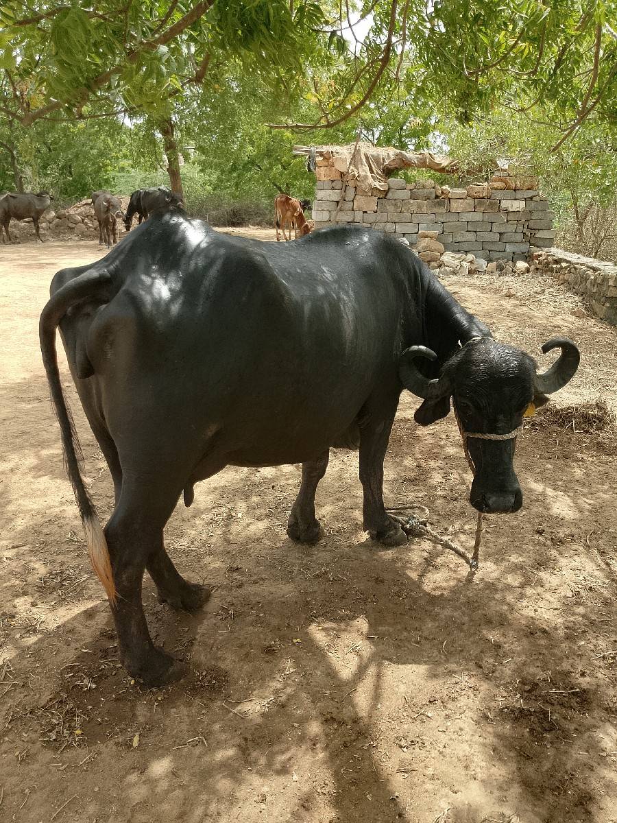 ભેંશ વેચવા ની છે