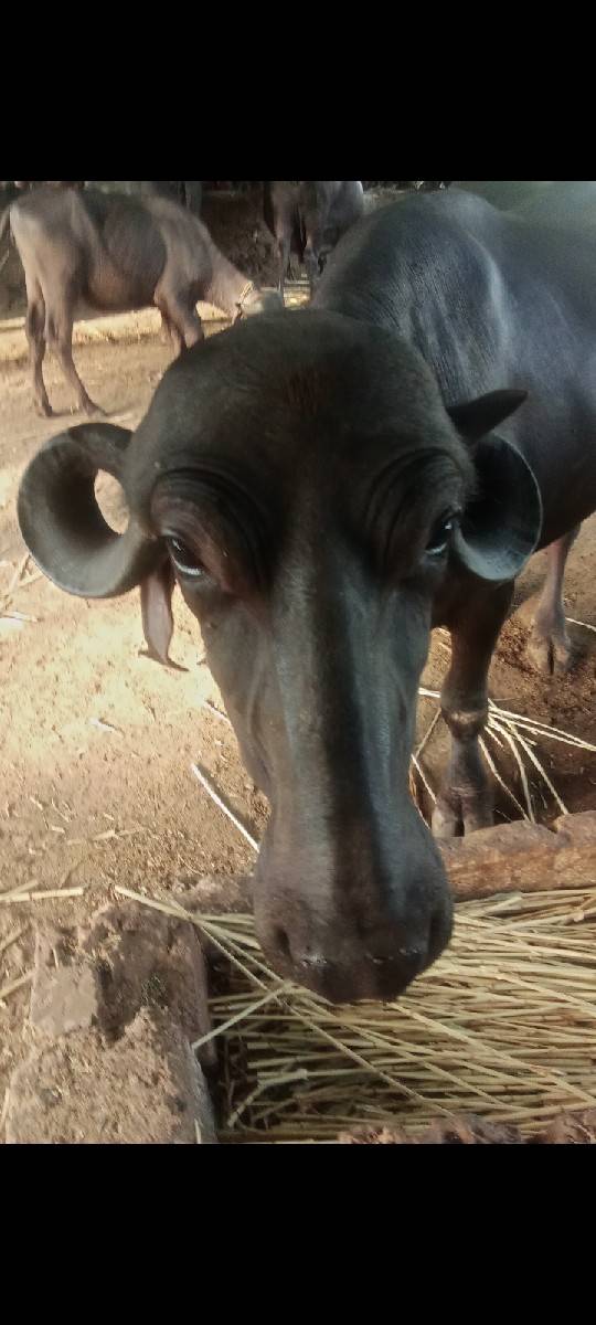 આ ભેંસ વેચવાની છે